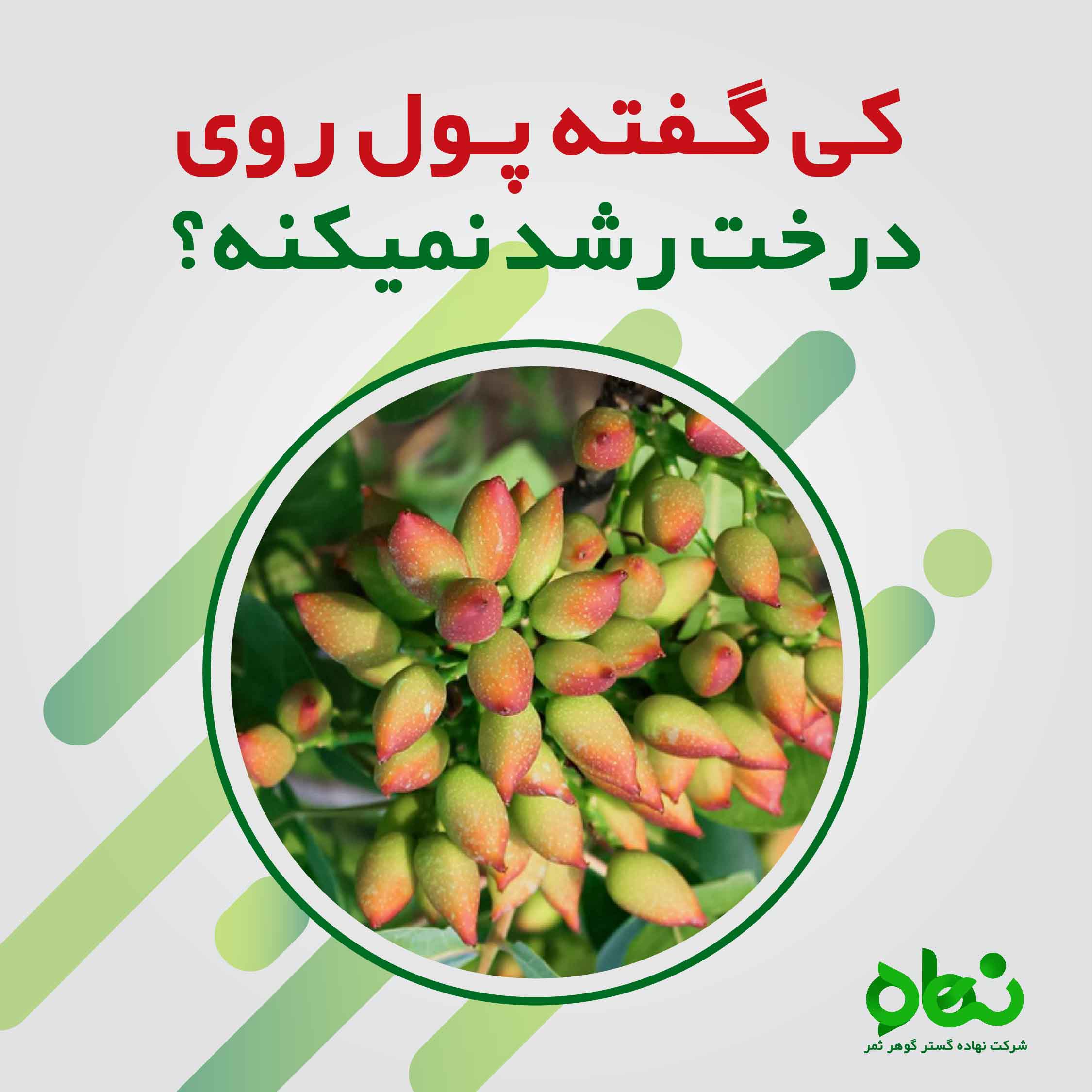  اثر کلپاک بر روی پسته